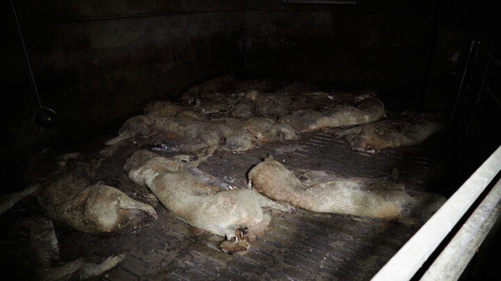 L214 diffuse des images de cochons en décomposition dans une porcherie bretonne abandonnée
