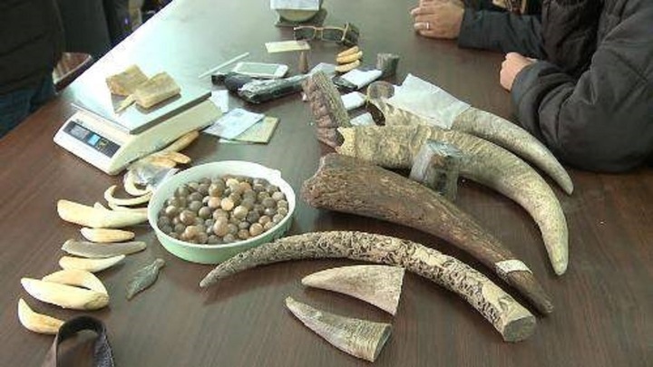 Les mafias du trafic d'animaux poussent les espèces à l'extinction