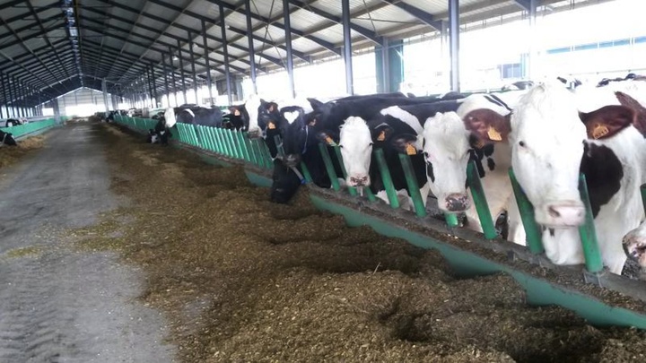 Il n'y aura pas mille vaches à la ferme-usine des Mille vaches