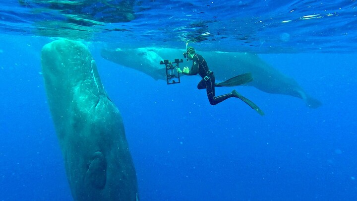 «<small class="fine d-inline"> </small>Cachalots et requins, à la rencontre des géants de l'océan<small class="fine d-inline"> </small>», présentation du film avec François Sarano, à Lyon