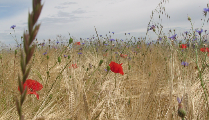 Une magnifique chanson pour porter l'«<small class="fine d-inline"> </small>Appel des coquelicots<small class="fine d-inline"> </small>»