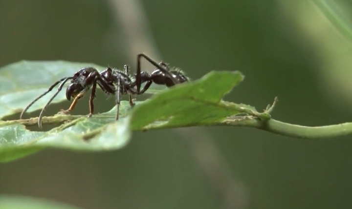 Reporterre sur France Inter : l'arbre qui se mariait à la foumi