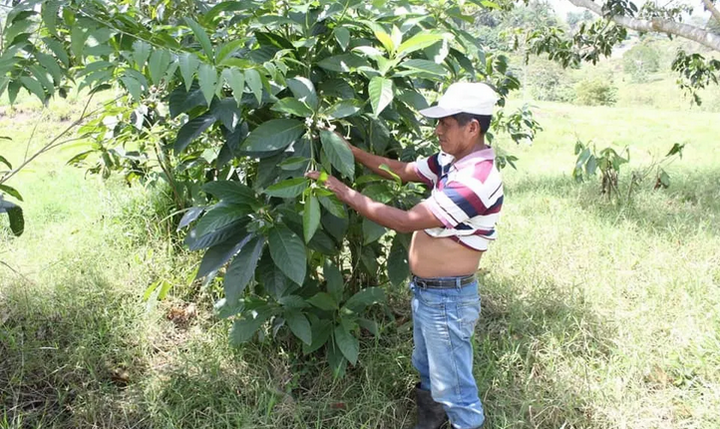 Un indigène écologiste a été sauvagement tué au Guatemala