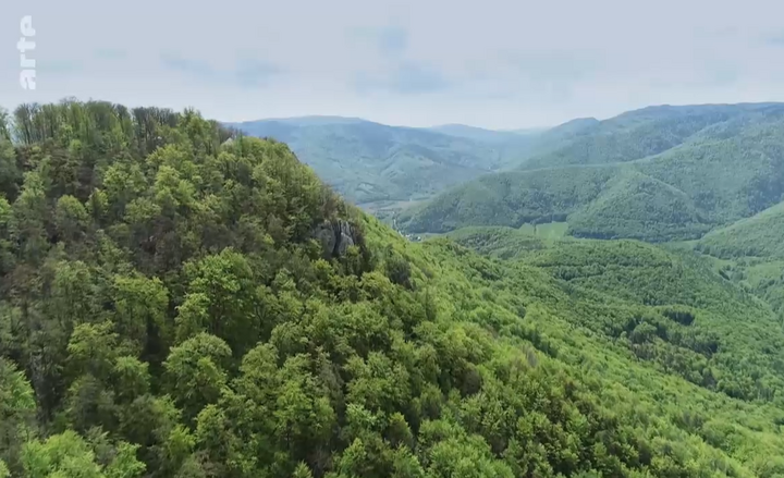 À <span class="caps">LA</span> TÉLÉ - Une semaine consacrée aux forêts 