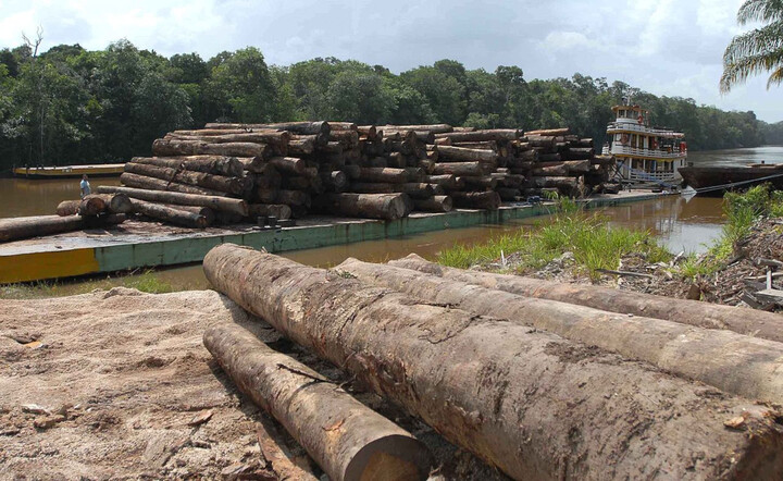 Bois illégal brésilien : l'entreprise Pierre Robert condamnée en appel