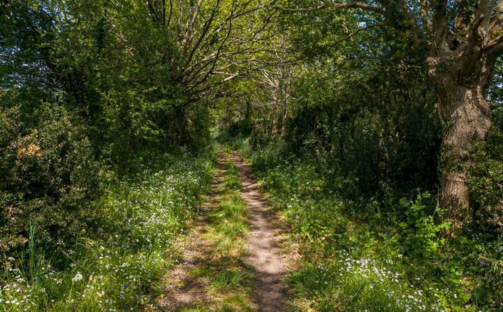 Arbres et haies : enjeux de territoire, à Paris 