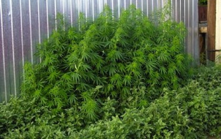 «<small class="fine d-inline"> </small>Sans le cannabis, aujourd'hui, je serais mort<small class="fine d-inline"> </small>»