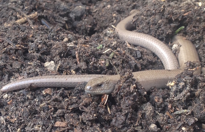 Les orvets sont une bénédiction pour le Jardin sans pétrole
