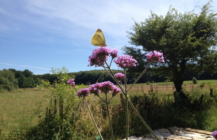 Le jardin sans pétrole - Sous la chaleur, les championnes grimpent vers le ciel