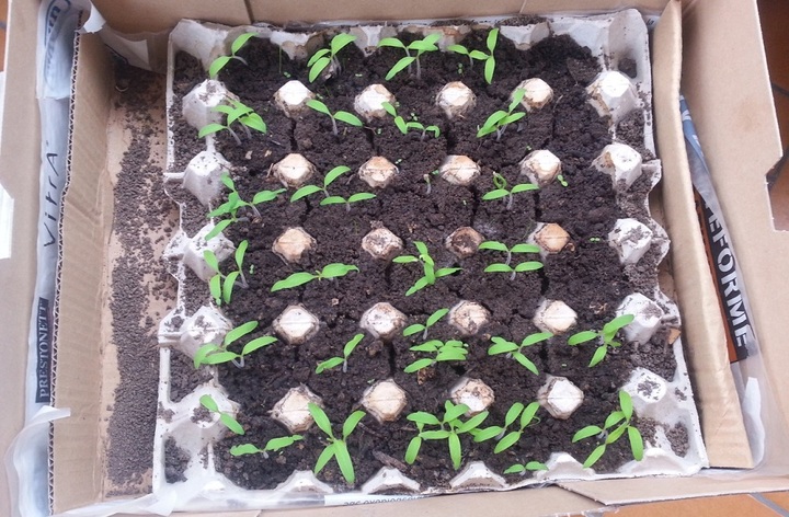 Chronique du jardin sans pétrole - En France, la tomate est fille de la Révolution
