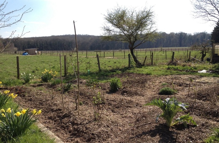 Chronique du jardin sans pétrole - La magie du printemps opère