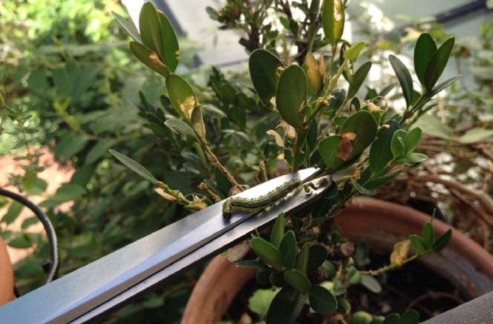 Chronique du jardin sans pétrole - Face à la pyrale infernale...