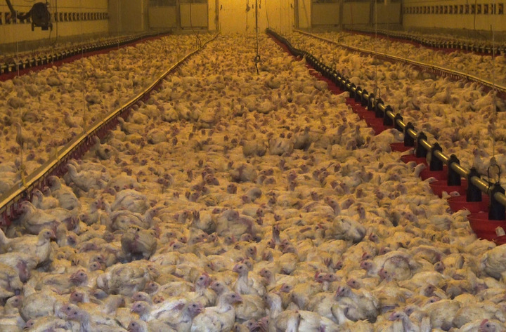 Canicule : près de 700 000 poules pondeuses sont mortes en France