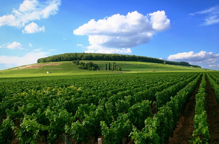 Les grands crus de Bourgogne commencent à s'adapter au changement climatique