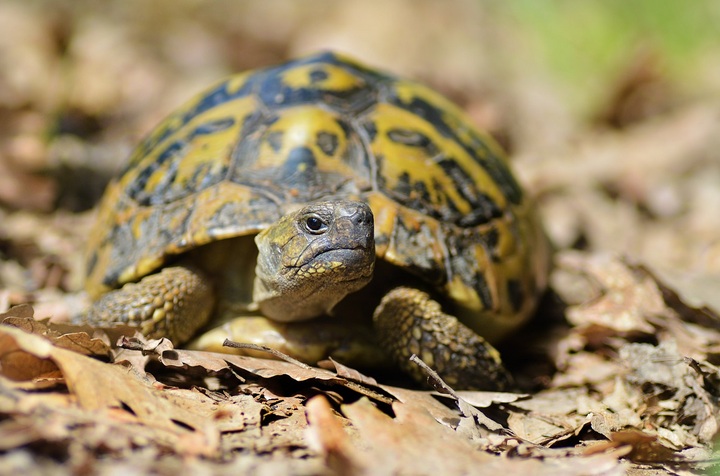 Tortues d'Hermann : deux viticulteurs condamnés pour destruction d'habitats