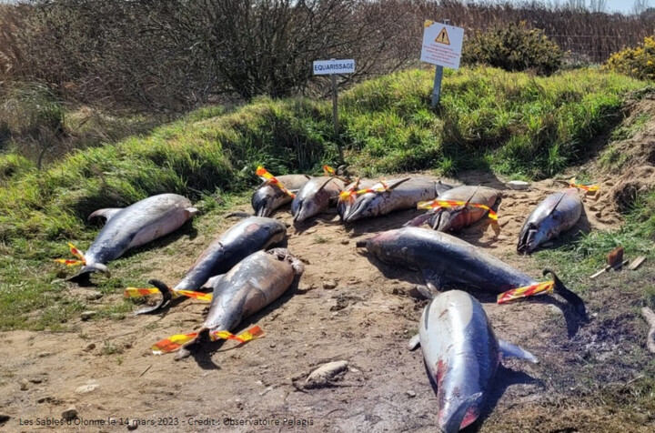Dauphins : les captures mortelles ont baissé de 75<small class="fine d-inline"> </small>% lors du mois sans pêche