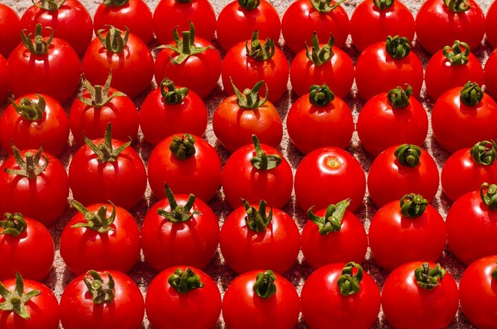 Tomates bio : les industriels peuvent continuer à chauffer leurs serres au gaz et au fioul
