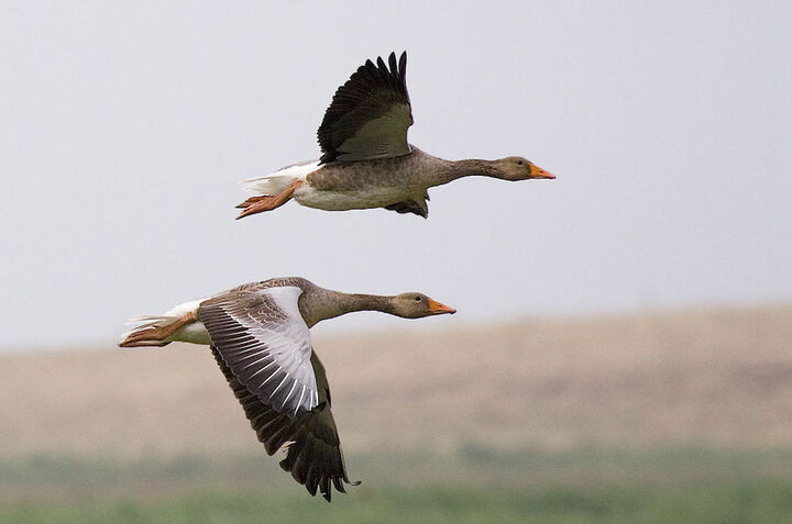 Reporterre sur Radio Suisse : les cadeaux aux chasseurs menacent la biodiversité