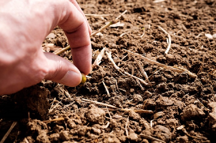 Pour faire vivre la biodiversité, ils créent des légumes