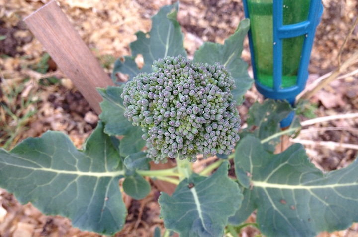 Au Jardin sans pétrole, le brocoli fait sa généalogie