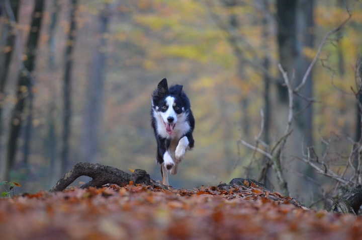 Les chiens, une menace environnementale «<small class="fine d-inline"> </small>importante et multiforme<small class="fine d-inline"> </small>»