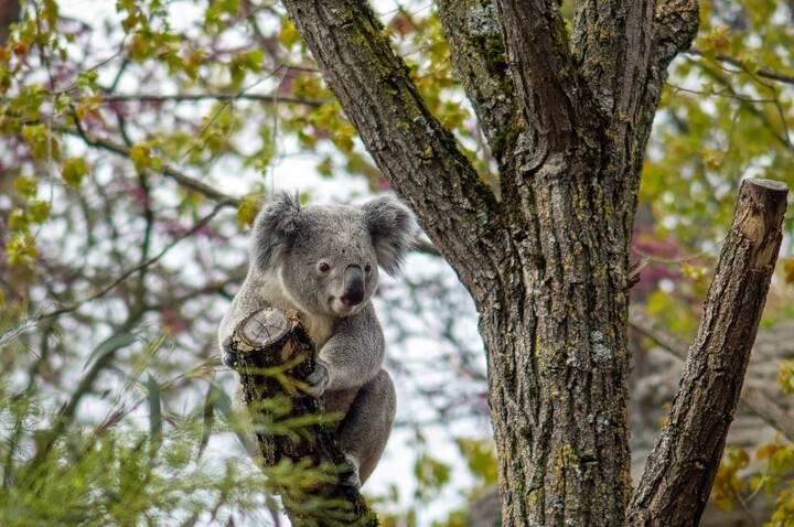 750 koalas tués par des tireurs d'élite en Australie