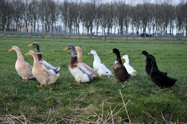 De lourdes amendes requises contre une éleveuse opposée à l'abattage de ses canards
