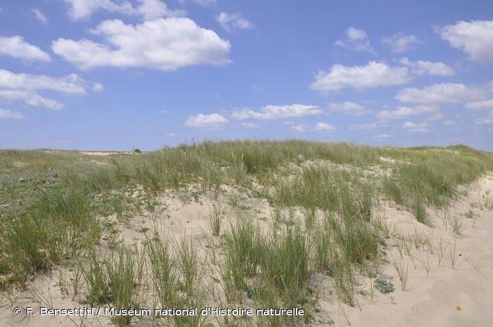 Dunes et plages du littoral français de la Méditerranée sont de plus en plus abimés