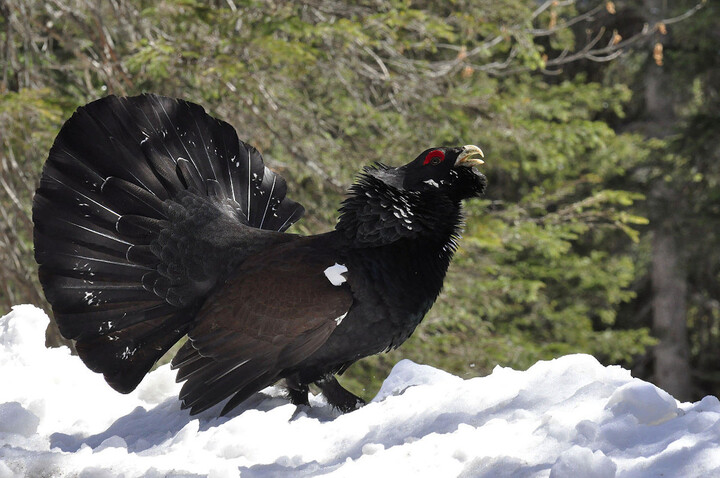 Le grand tétras, un oiseau rare abandonné par l'État