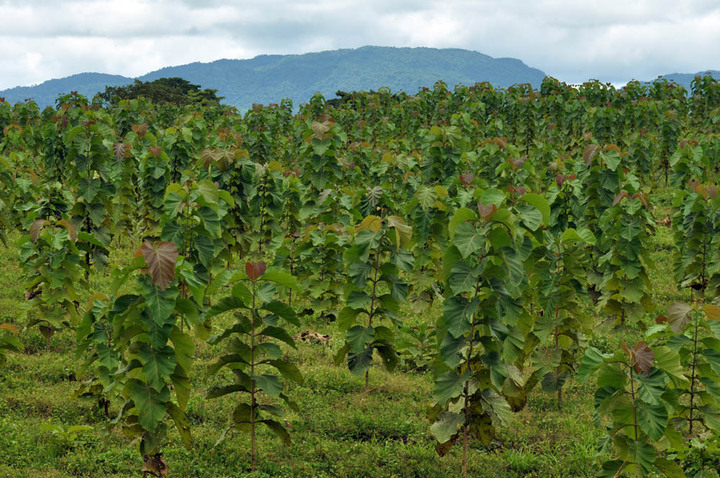 Le bois de teck «<small class="fine d-inline"> </small>durable<small class="fine d-inline"> </small>» au Panama : profit durable, forêt détruite