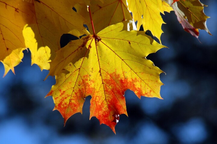 Feuilles mortes, arbres jaunis... La chaleur provoque un automne précoce