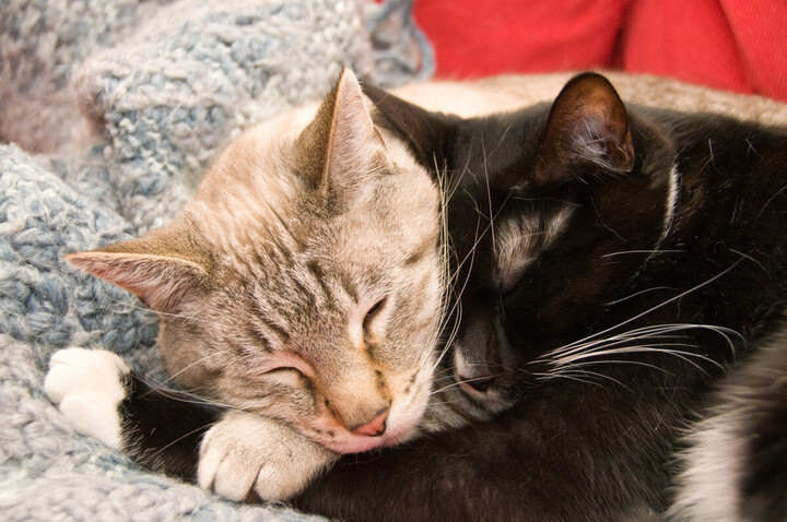 Sensibilité animale : travaillons à ôter nos œillères<small class="fine d-inline"> </small>!