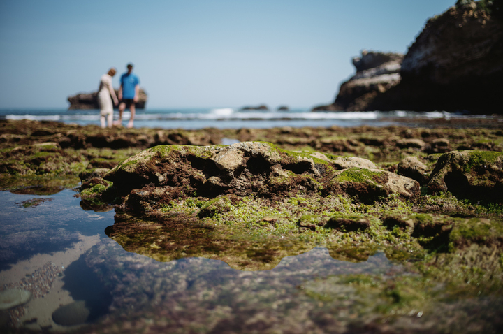 Nausées, maux de tête... Ostreopsis, la microalgue toxique qui fait trembler le Pays basque