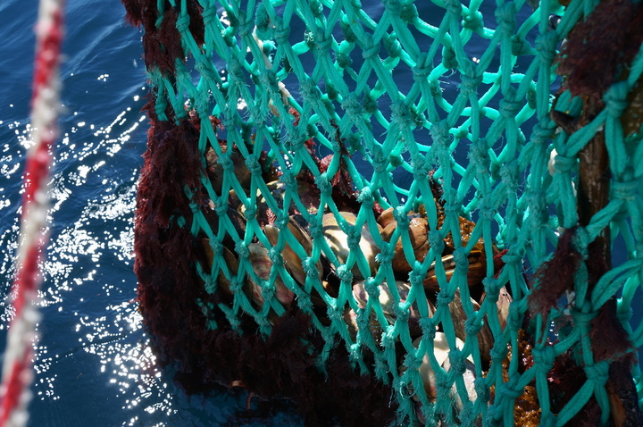 En France, 50<small class="fine d-inline"> </small>% des poissons proviennent de la pêche durable, mais des populations restent sous pression