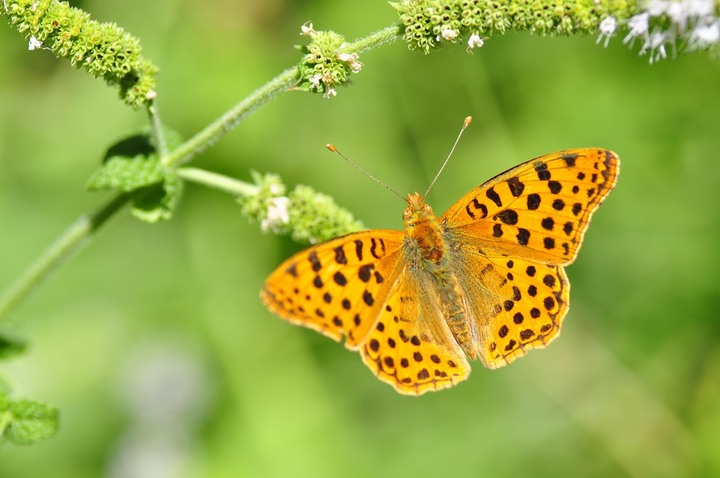 Comment restaurer la nature près de chez vous<small class="fine d-inline"> </small>? Donnez votre avis au gouvernement