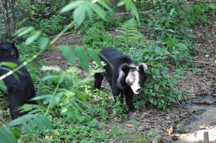 Au Laos, des oursons noirs d'Asie sauvés des griffes de trafiquants