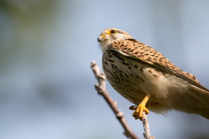 Le milliardaire Olivier Bouygues accusé de braconnage d'oiseaux protégés