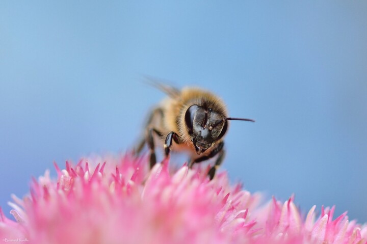 Le Sénat vote le retour des pesticides tueurs d'abeilles