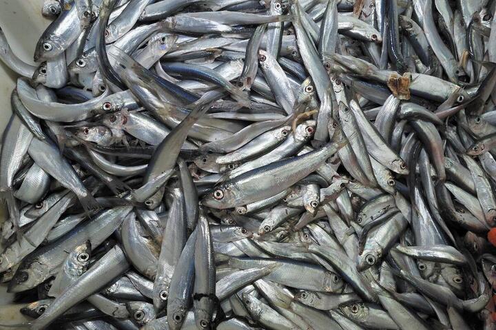 Hareng, cabillaud... des poissons presque disparus des eaux britanniques