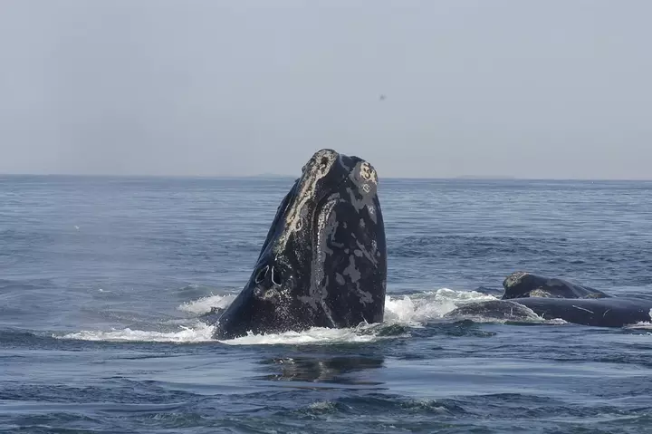 Guerre au Moyen-Orient : le risque de collisions entre les baleines et les bateaux aurait «<small class="fine d-inline"> </small> considérablement augmenté <small class="fine d-inline"> </small>»