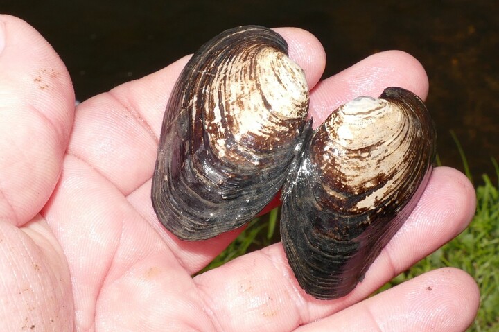 Des moules qu'on croyait disparues réapparaissent à Paris