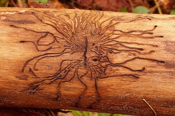 Scolytes : l'État annonce des mesures pour les forêts attaquées