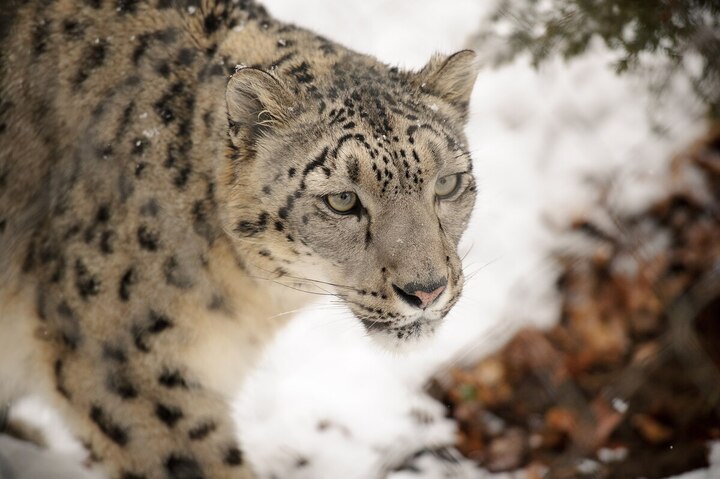 Près de 400 panthères des neiges recensées au Népal