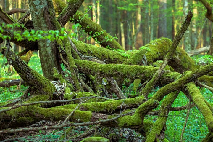 Forêts primaires exploitées : la Finlande et la Suède épinglées