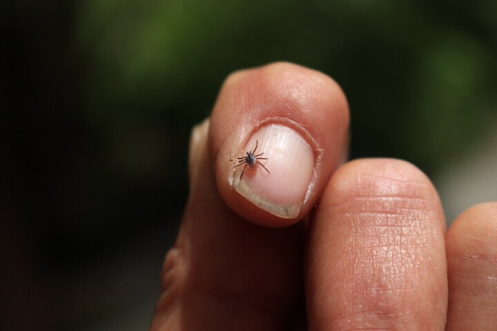 Tiques : 15,4<small class="fine d-inline"> </small>% seraient porteuses de la maladie de Lyme selon une étude