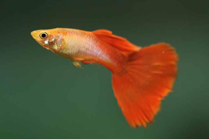 Rivières : les poissons exposés au Prozac voient leur comportement altéré