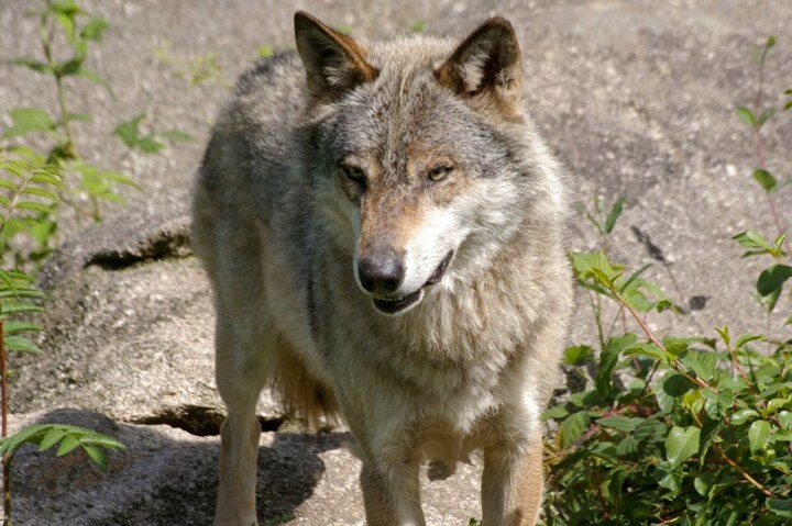 40 <span class="caps">ONG</span> réclament l'arrêt des abattages de loups en Europe