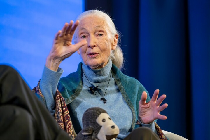 Jane Goodall, célèbre primatologue, est morte à 91 ans