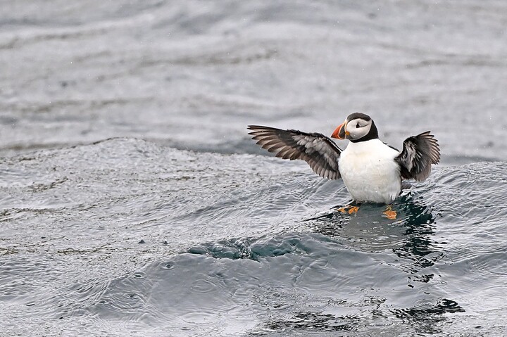 Ce refuge breton soigne les oiseaux épuisés par les tempêtes