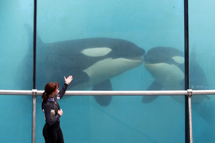 Les deux orques du Marineland d'Antibes pourraient être transférées vers l'Espagne